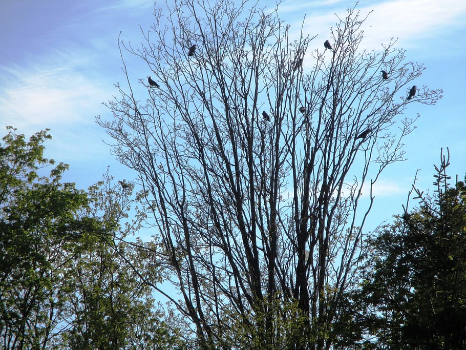 birds, crow, dig, branches, trees, abendstimmung, sky, clouds HD wallpaper