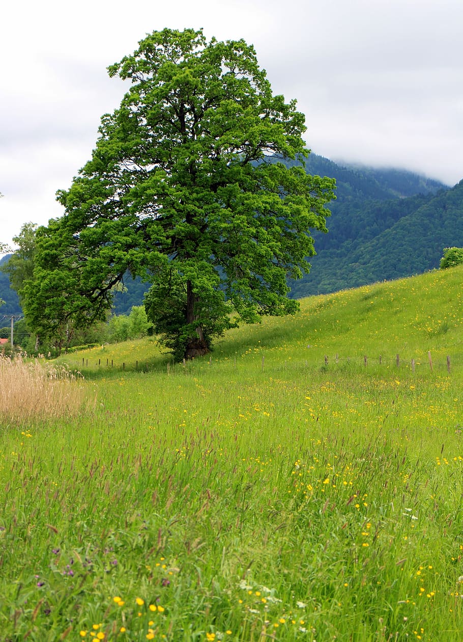 Tree, Nature, Meadow, individually, pasture, green, still life HD wallpaper