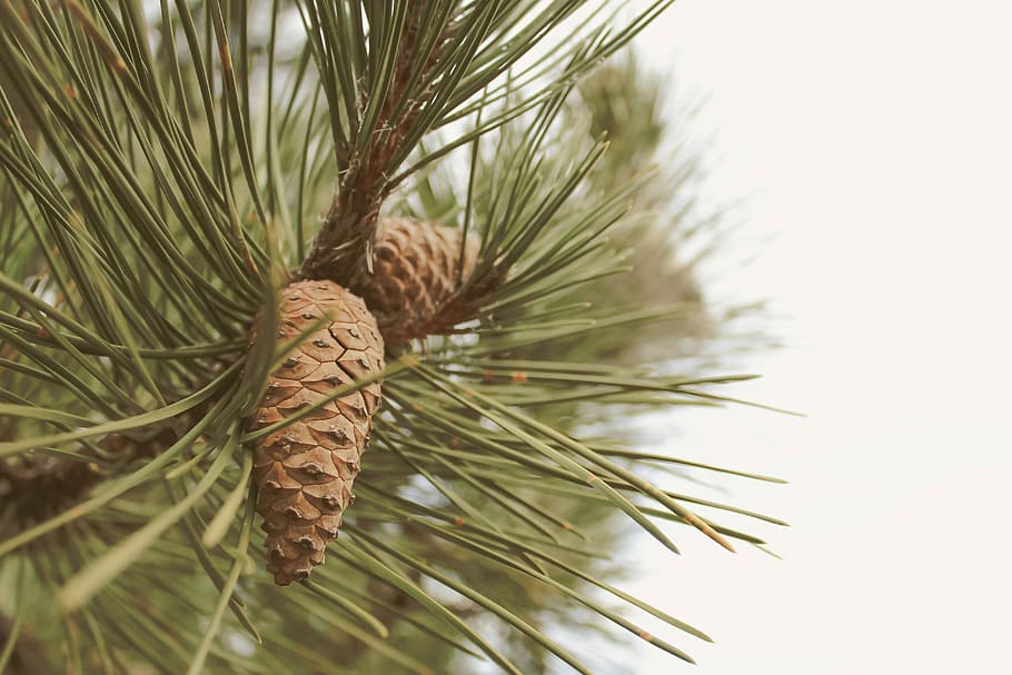 tilt-shift photography of tree, green and brown tree, pine cone HD wallpaper
