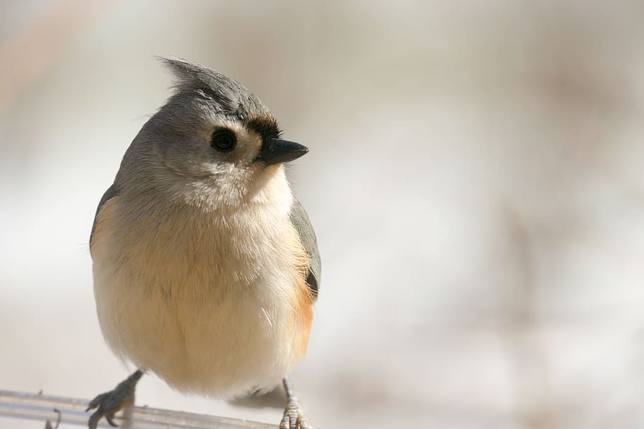 tufted, titmouse, bird, nature, animal, wildlife, songbird HD wallpaper