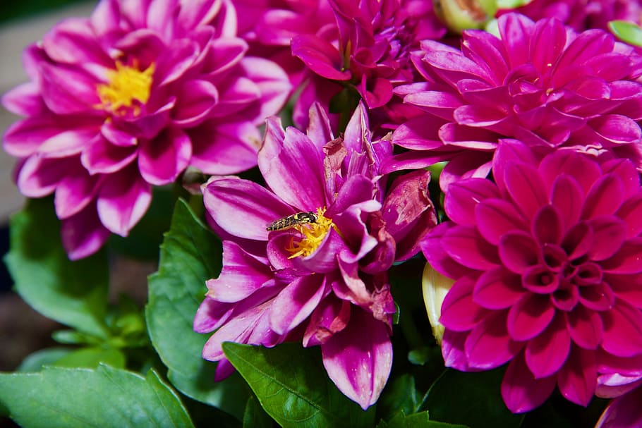 Flower, Fly, Hoverfly, Nature, Spring, green, summer, floral HD wallpaper