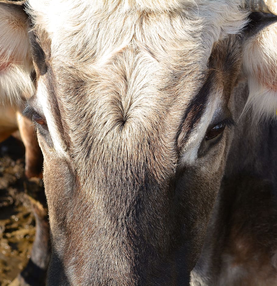 beef, cow, head, close, animal, mammal, livestock, animal themes HD wallpaper