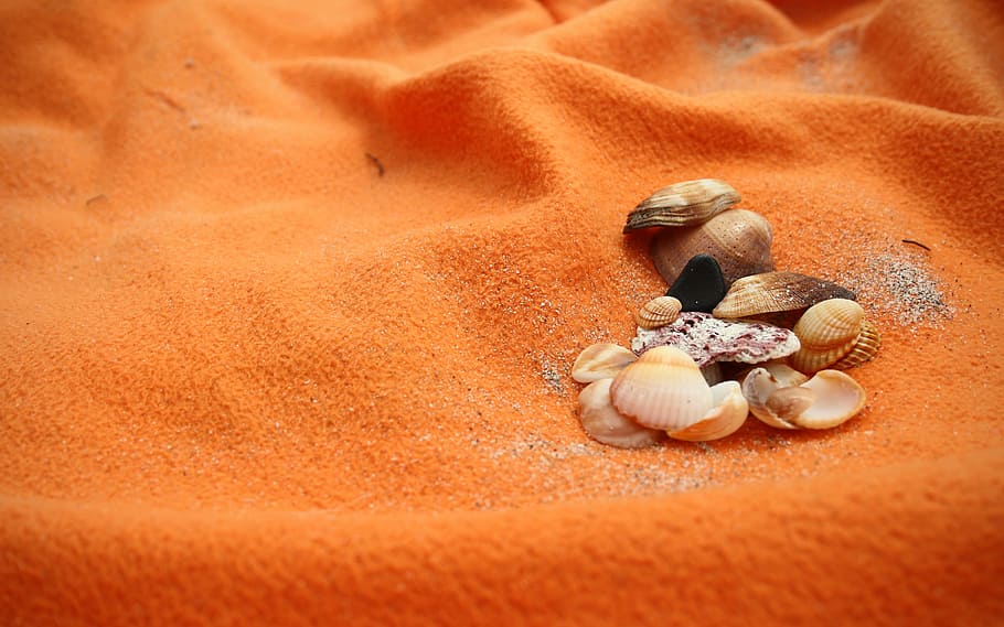 sea, seashells, beach, orange, sand, life, land, animal wildlife HD wallpaper