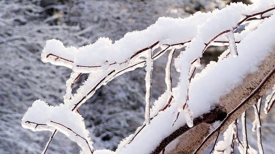 snow, tree, winter, cold temperature, frozen, ice, nature, white color HD wallpaper