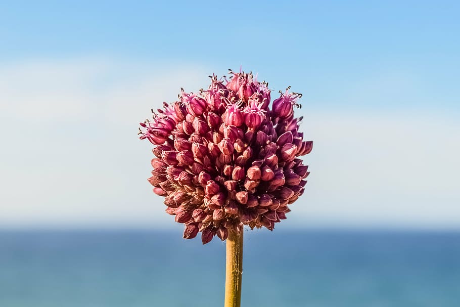 allium, wildflower, spring, nature, blooming, blossom, spring wild flower HD wallpaper