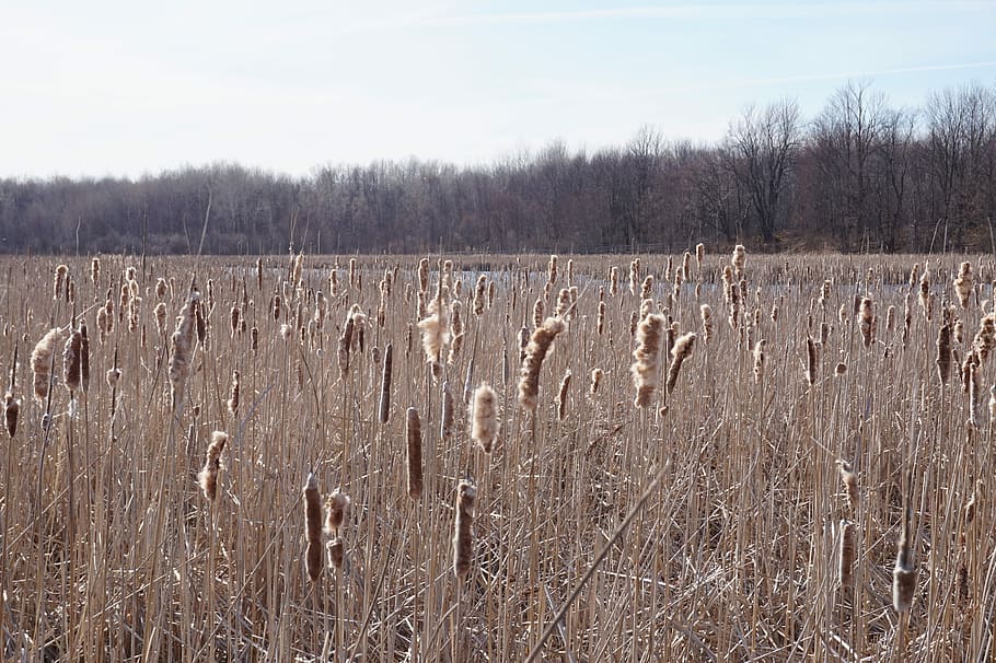 Nature, Ottawa, Outdoor, Spring, landscape, plant, field, growth