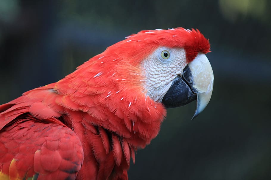 wildlife photography of scarlet macaw, parrot, red, amazon HD wallpaper