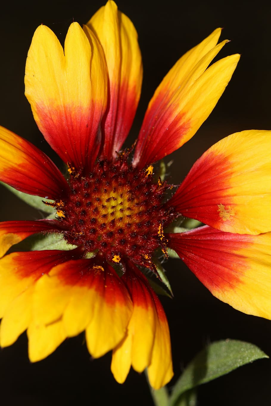 flower, nature, plant, spring, garden, blossom, bloom, pollen HD wallpaper