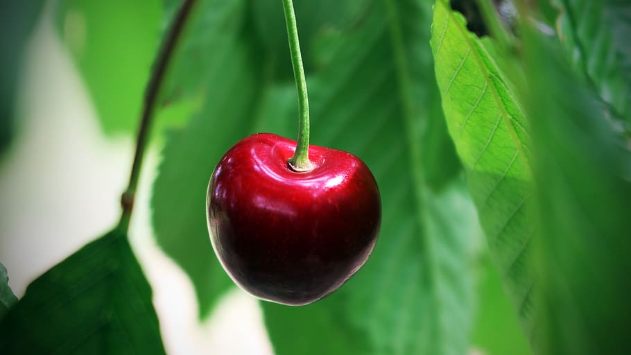 cherry, summer, fruit, red, healthy eating, food, green color HD wallpaper