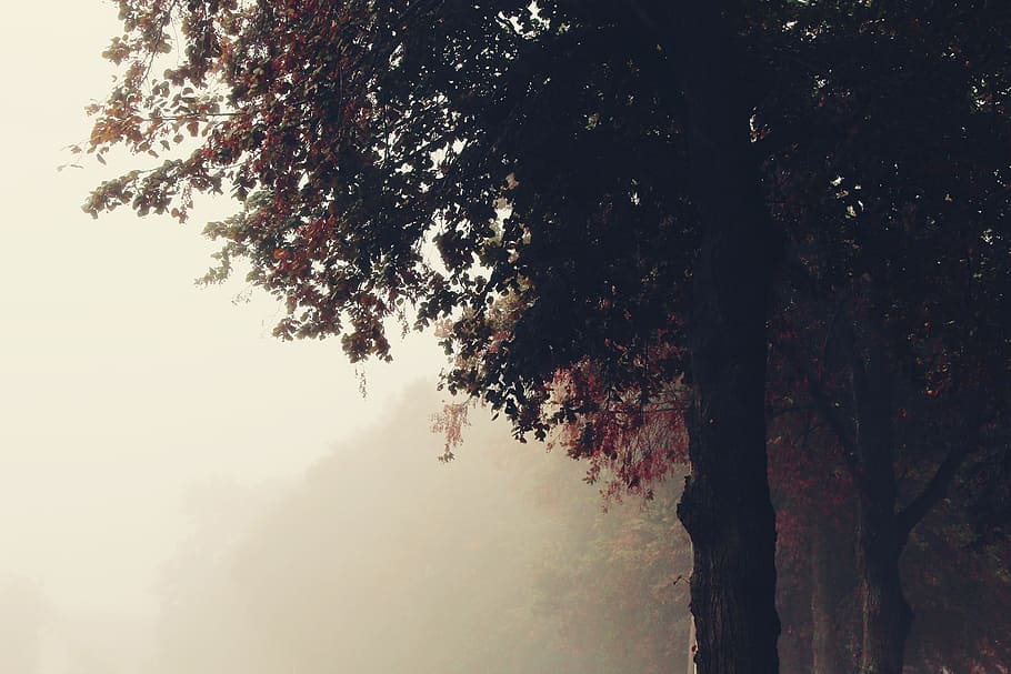 low angle photo of green leafed tree, fog, trees, nature, away HD wallpaper