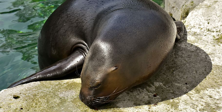 black seal resting on rock, sea lion, eat, snout, swim, water, HD wallpaper