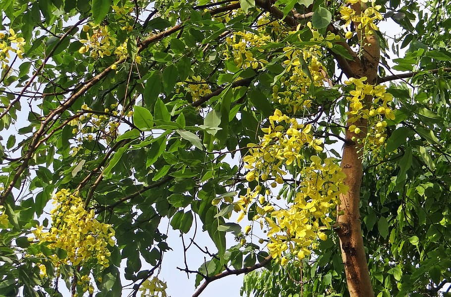 cassia fistula, golden shower tree, amaltas, flora, fabaceae