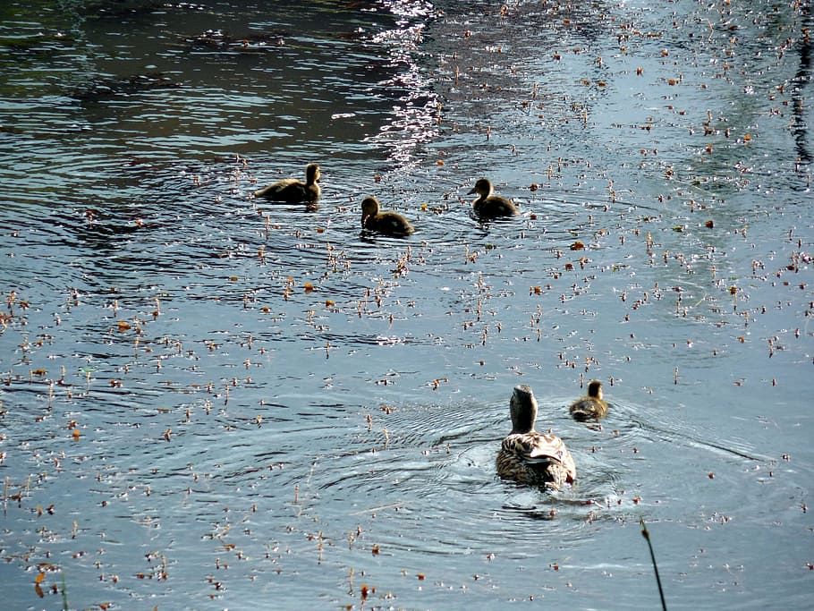 duck, chicks, ducks, small, fluff, duck family, duck mother HD wallpaper