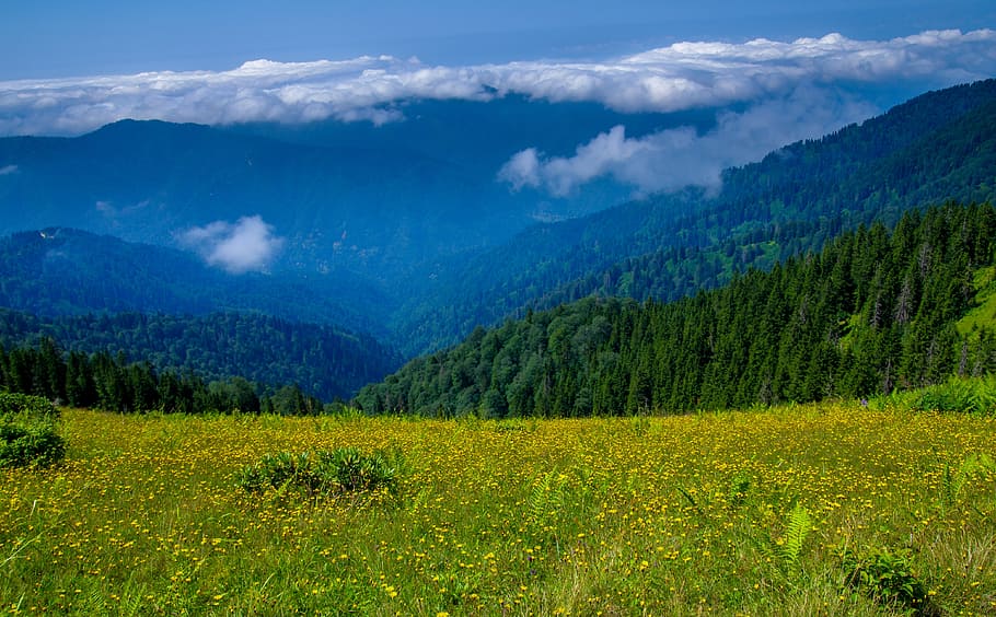 green plateau, transfer, tue, highland, forest, pine, trees HD wallpaper