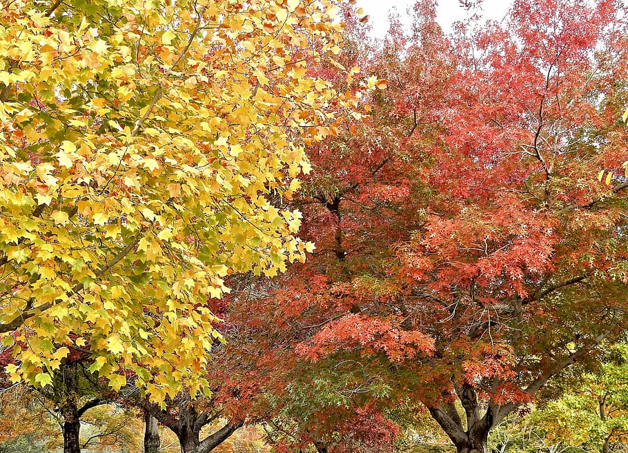 autumn, fall, leaves, nature, leaf, season, yellow, tree, orange HD wallpaper