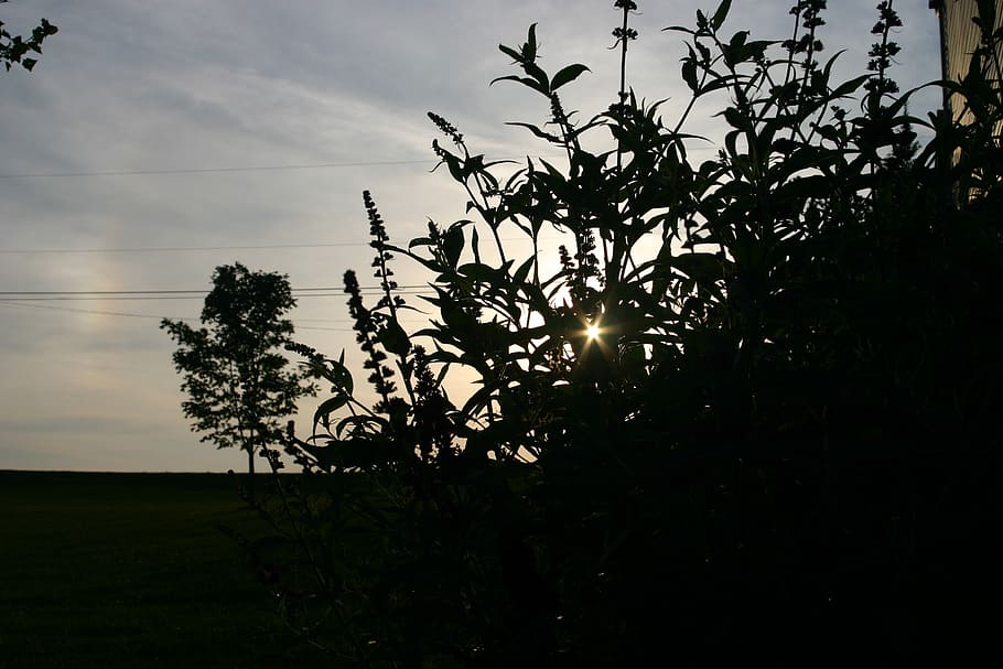 sunset, silhouette, sky, summer, plant, beauty in nature, tree HD wallpaper