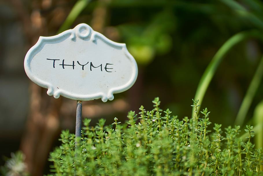 thyme, herbs, spice, kitchen spice, plant, kitchen herb, shield HD wallpaper