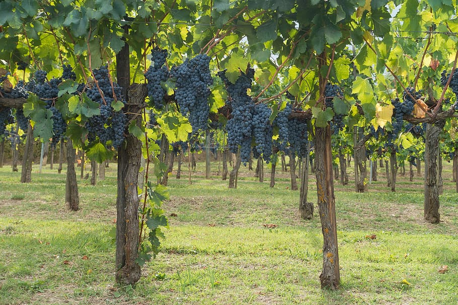 grapes in vineyard, winegrowing, nature, autumn, agriculture