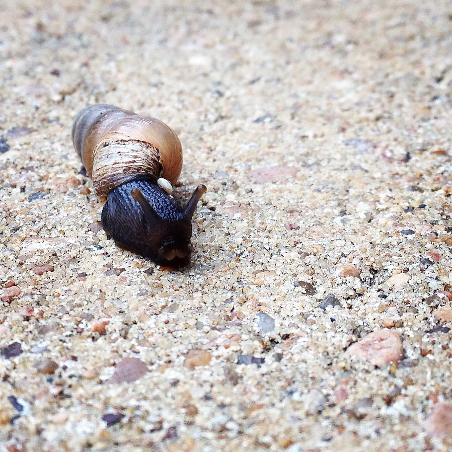 snail, nature, shell, animal, animal themes, animal wildlife HD wallpaper