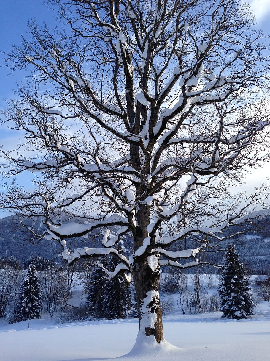 tree, snow, winter, frost, wintry, cold, landscape, cold temperature HD wallpaper