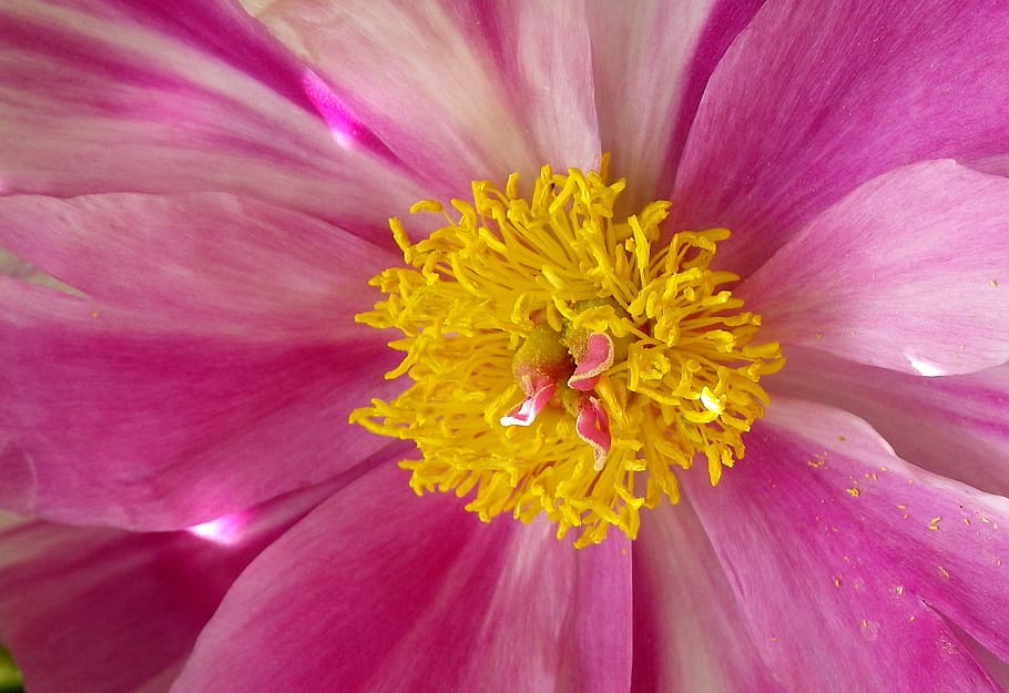 peony, close, pink, spring, flower, flowering plant, beauty in nature HD wallpaper