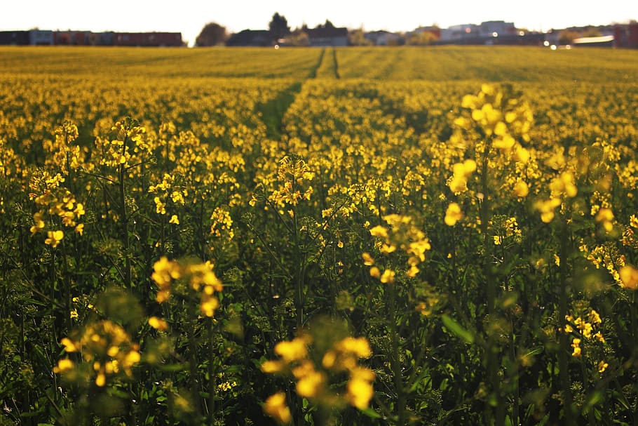path, spring, yellow, flowers, flora, field, landscape, pollen HD wallpaper