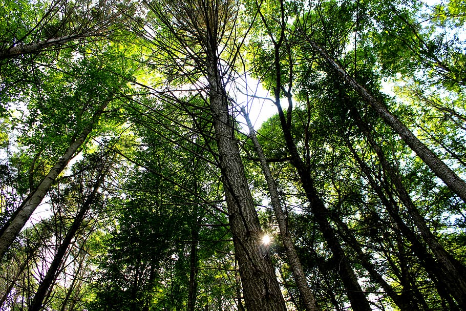 trees, forest, summer, green, sunny, scenery, sunlight, trunk HD wallpaper
