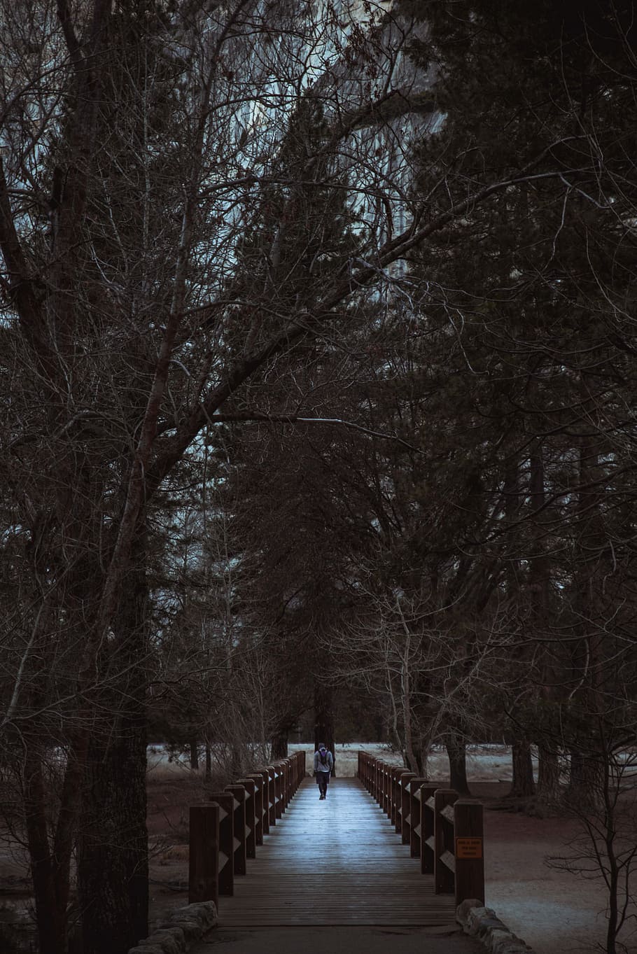 person walking on wooden dock, person walking on bridge surrounded by trees HD wallpaper