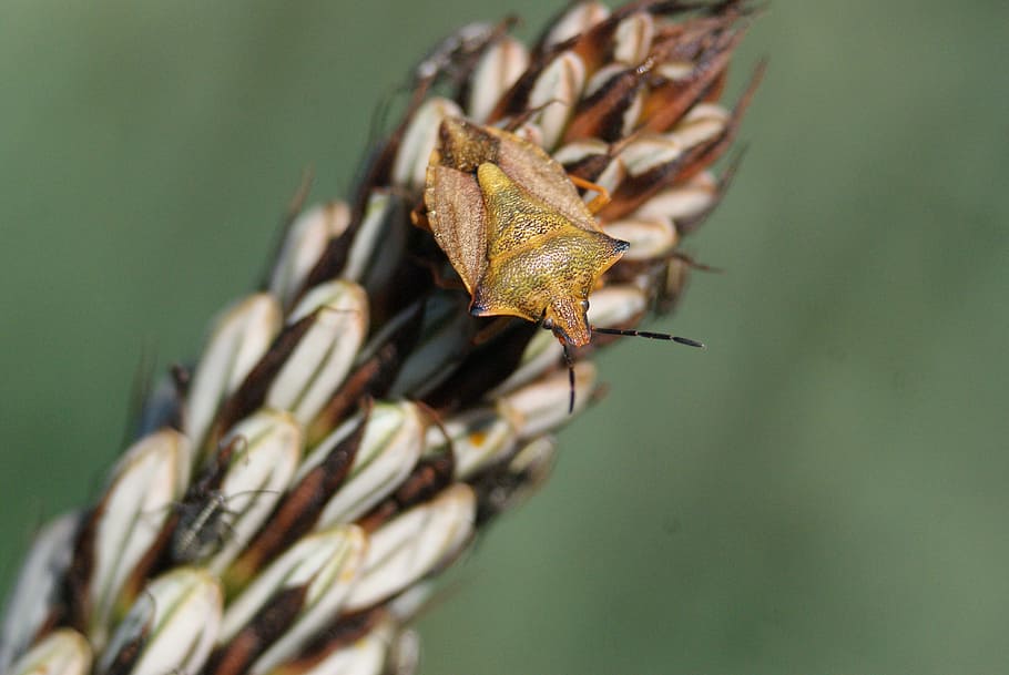 Plant, Bug, Spikes, close-up, no people, nature, day, animal themes HD wallpaper
