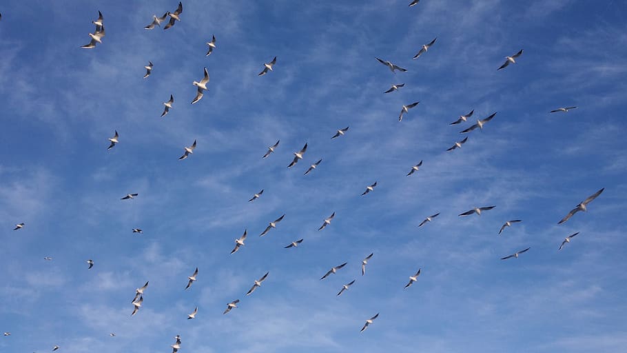 seagull, clouds, sky, nature, animal, animal wildlife, animal themes HD wallpaper