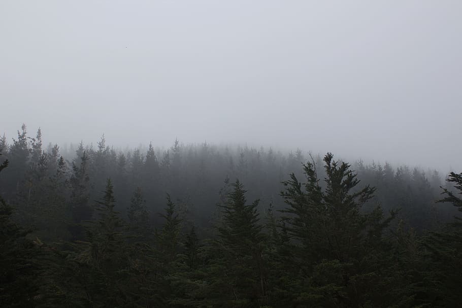trees under cloudy sky, forest trees covered with fog, green pine HD wallpaper