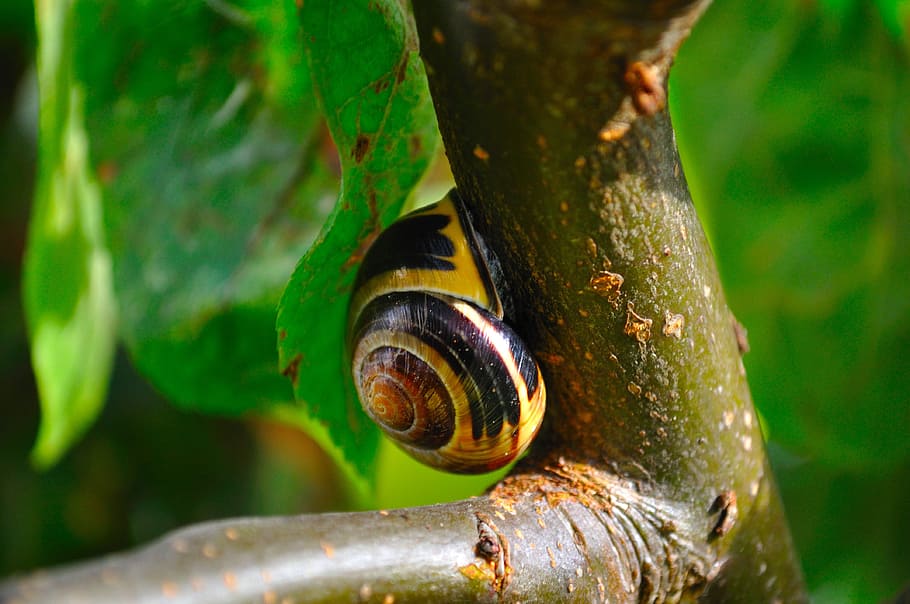 Snail, Close, Animals, Nature, Tree, branch, land snail, shell HD wallpaper