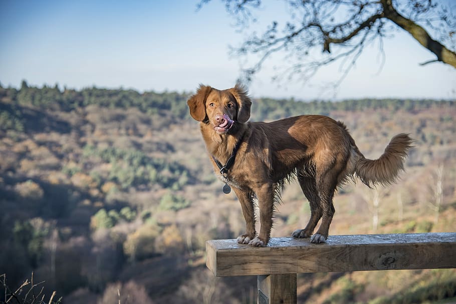 long-coated chocolate dog standing on brown lumber, selective focus photography of dog on wood plank HD wallpaper