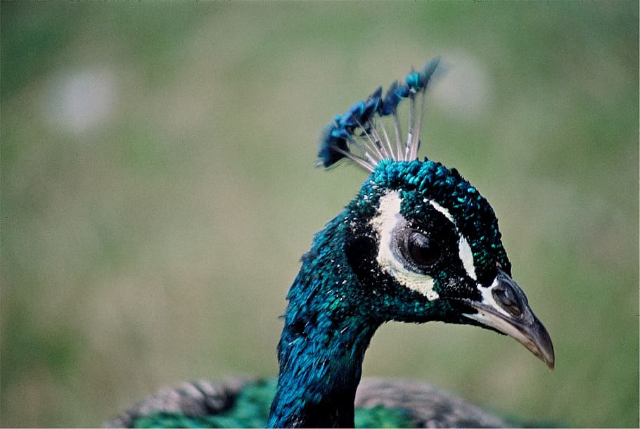 peacock, head, peafowl, feather, color, colorful, beak, neck HD wallpaper
