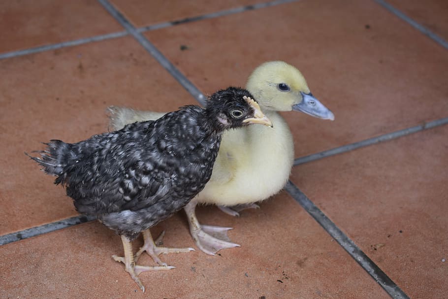 chick, farm, duck, bird, animal themes, vertebrate, animal wildlife HD wallpaper