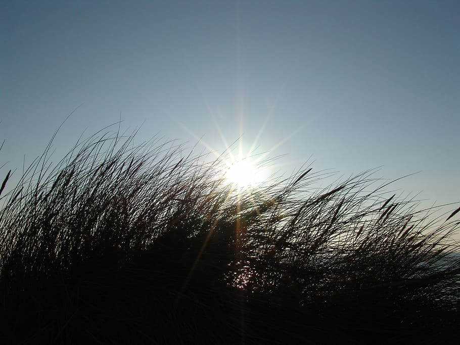 summer, sun, grass, sky, sunlight, plant, growth, nature, tranquility HD wallpaper