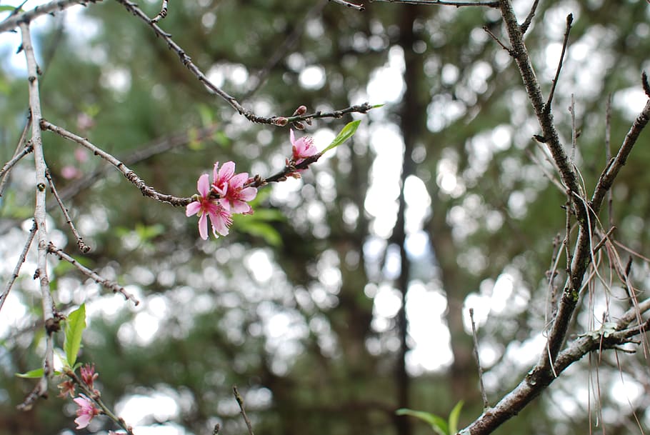blossom, flower, spring, plant, flowering plant, fragility HD wallpaper