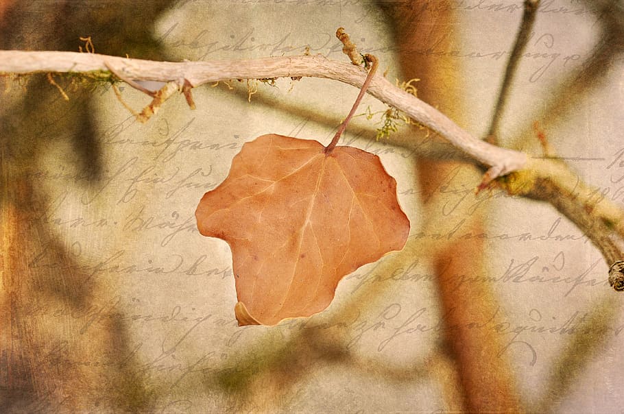 leaf, leaves, brown, branch, kahl, font, retro look, plant part HD wallpaper
