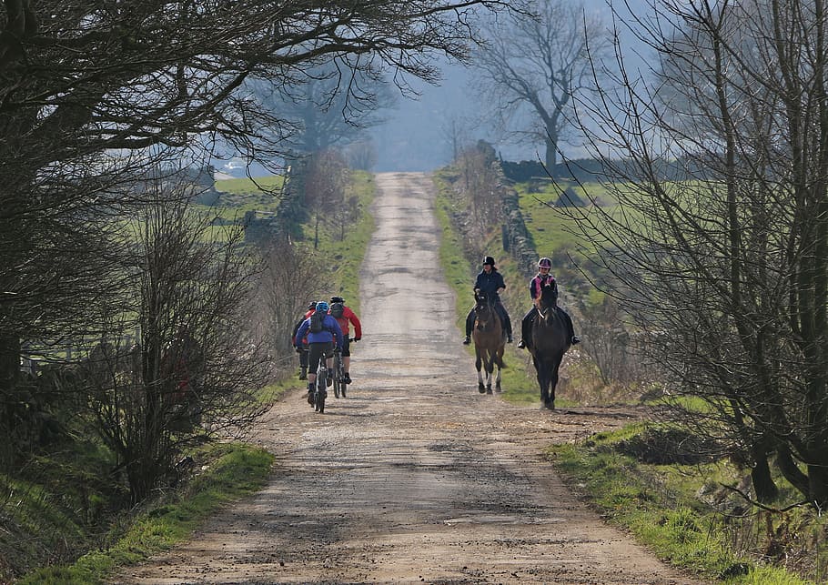 horses, bikes, countryside, path, tree, plant, footpath, the way forward HD wallpaper