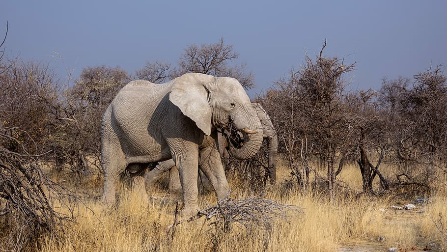 wildlife photo of two gray elephants, botswana, safari, drought HD wallpaper