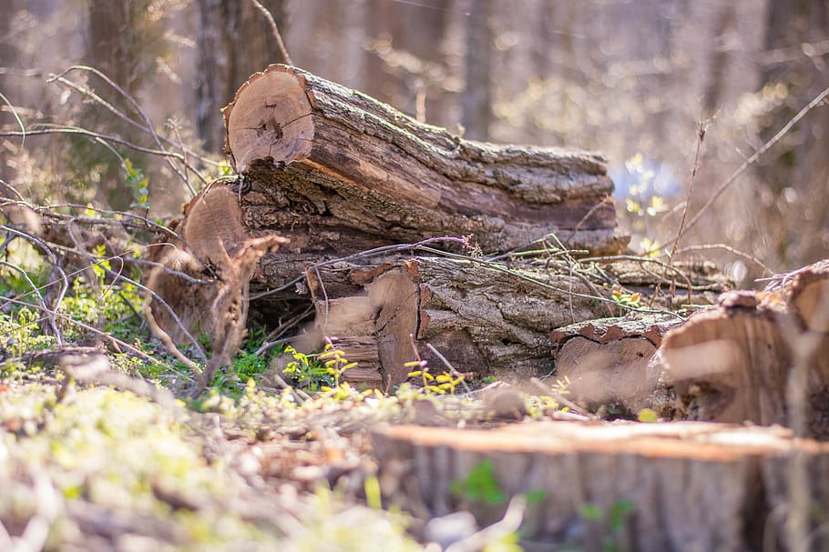 Woods, Logs, Forest, Nature, Outdoor, firewood, tree, texture HD wallpaper