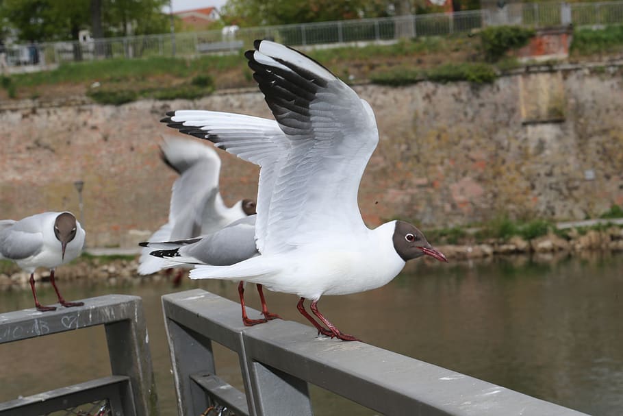 seagull, ulm, danube, animal themes, animal wildlife, bird HD wallpaper