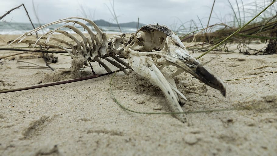 campeche, penguin, skeleton, winter, bone, no people, animal bone HD wallpaper