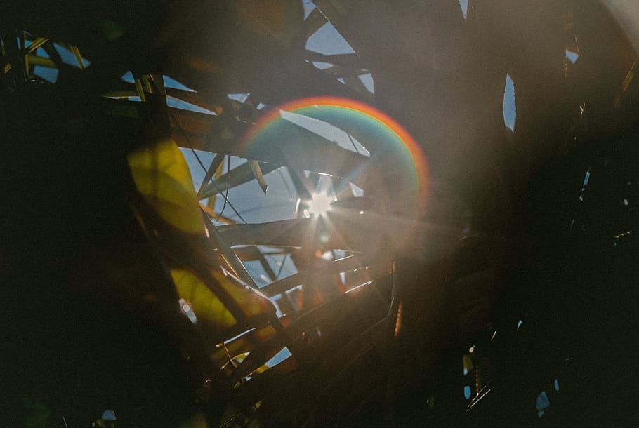 Rainbow sunflare shines through blades of grass and plant leaves, untitled HD wallpaper