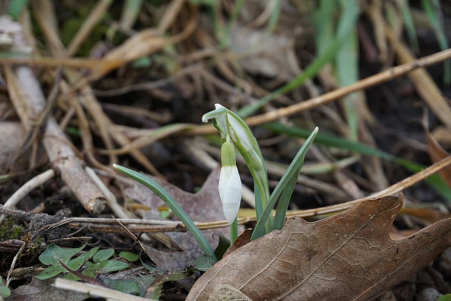 snowdrop, flower, spring, spring flower, green, blossom, bloom HD wallpaper