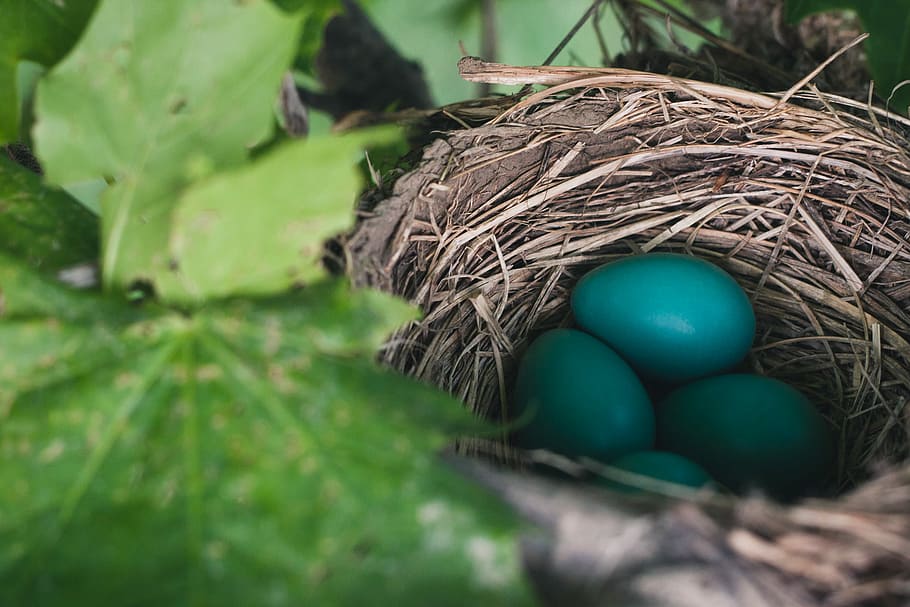 blue eggs on nest, shallow focus photo of green eggs in brown bird nest, HD wallpaper