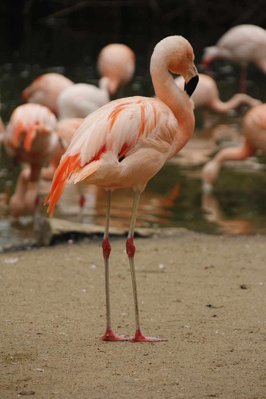 pink flamingo, lesser, white, bird, wader, swamp, marsh, shore HD wallpaper