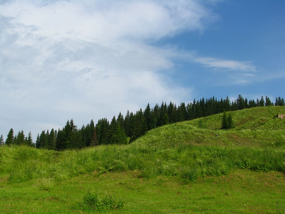forest, mountain, slope, blue sky, nature, the top of the mountain HD wallpaper
