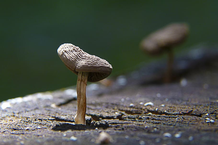 mushroom, tree, stump, nature, fungus, macro, forest, autumn HD wallpaper