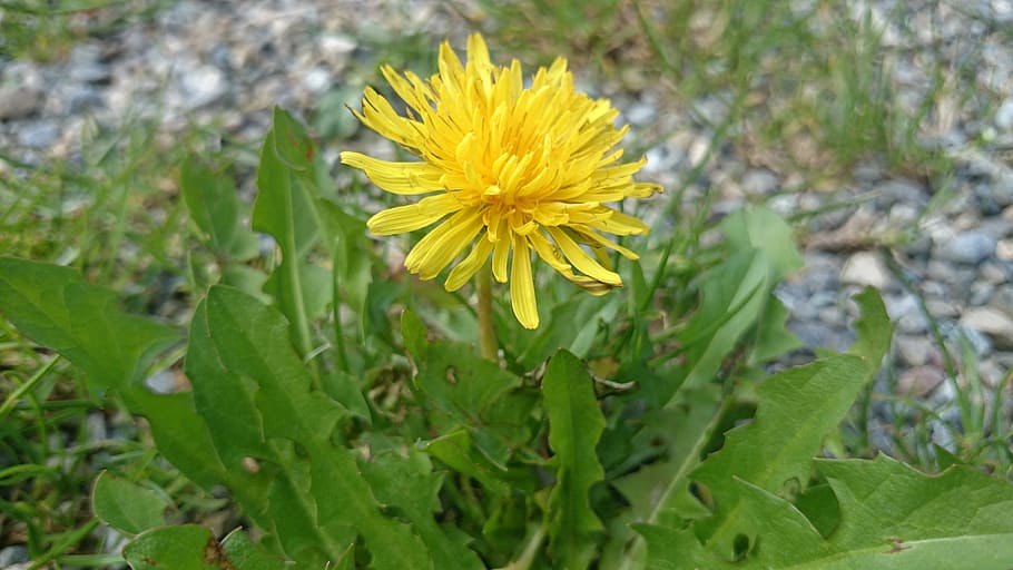 dandelion, flower, roadside, spring flower, flowers, flowering plant HD wallpaper
